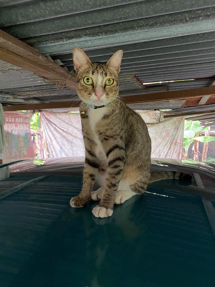 An animal receiving care at PASS